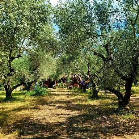 All'ombra Degli Olivi Pisciarelli